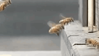 ROFL bees....